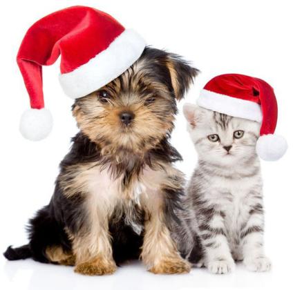 Pet