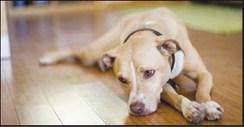 Pet Talk