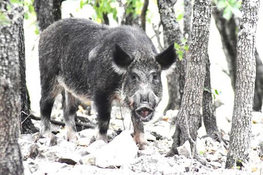 Texas leads in wild hog population