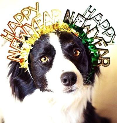 Barking in the New Year