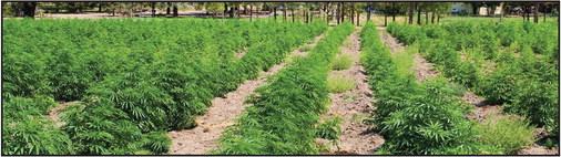 Hemp crops failing in Texas