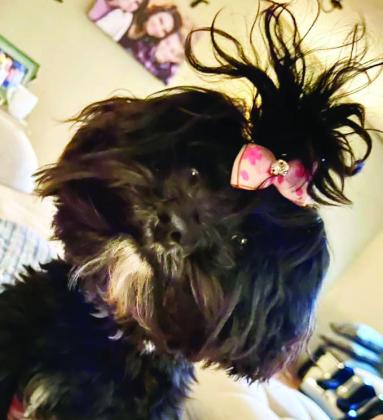 Francesca belongs to Cristal Dudley. To enter your pet in the Hereford BRAND’s Pet Pic of the Week contest visit us on Facebook and submit your picture there. Winners receive a free one year online subscription to the Hereford BRAND or some Hereford BRAND merchandise. Winners need to come by 205 E. Park Avenue to the Brand office to claim their prize.