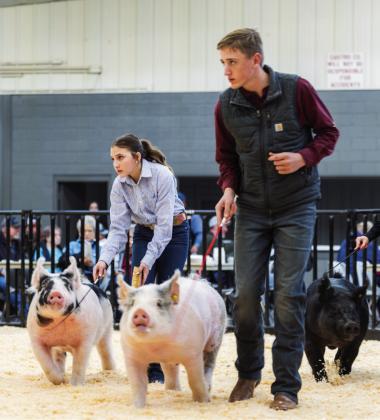 Castro County Livestock Show Results