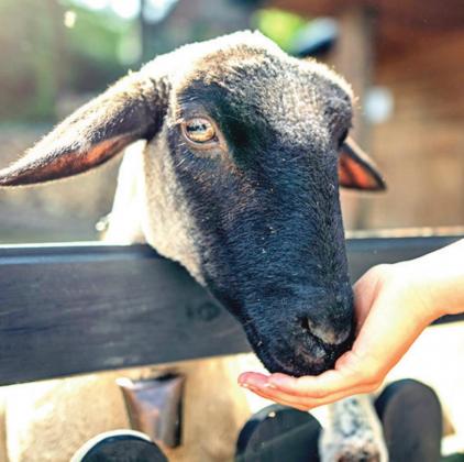 Pet