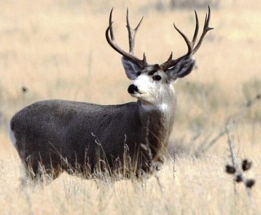STEEL-GRAY ICON--If a good-antlered home-grown in the Panhandle mule deer buck like this one at the nearby Buffalo Lake National Wildlife Refuge doesn't get your heart pumping just a little bit, you could sadly be without a heart when in comes to appreciating outdoor wonders. Good moisture through the spring and summer months over much of the Panhandle bodes well for the upcoming mule deer season. (Photo by Brice West)