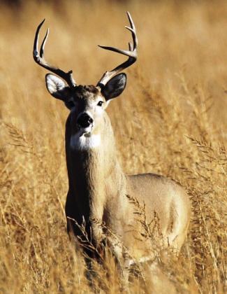 LOOK WHAT SNUCK IN--White-tailed deer have a way of just showing up, and that they have done in the local region over recent years. A good whitetail lis a wary quarry, one that Panhandle hunters can pursue during the November 1 through January 4 season. (Photo by Brice West)