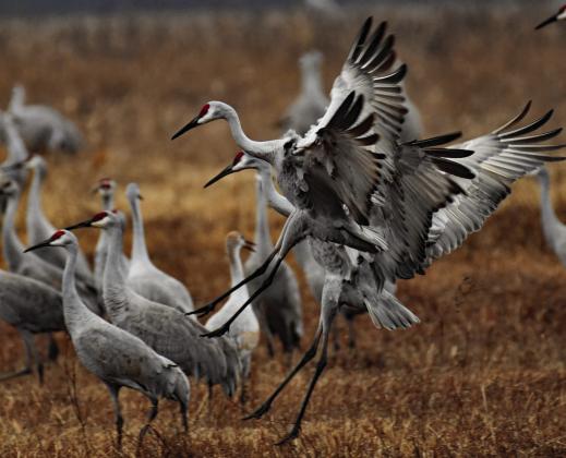 PRESSURE BEARS WATCHING--Sandhill cranes are a familiar feature of fall and winter days in the Panhandle and South Plains, their trilling bugling equated by the great naturalist Alldo Leopold to 'the trumpet call of evolution.' A challenging but rewarding bird to hunt over decoys, their harvest is being watched closely by the Texas Parks and Wildlife Department.