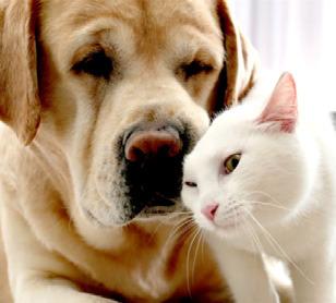 Pet Talk