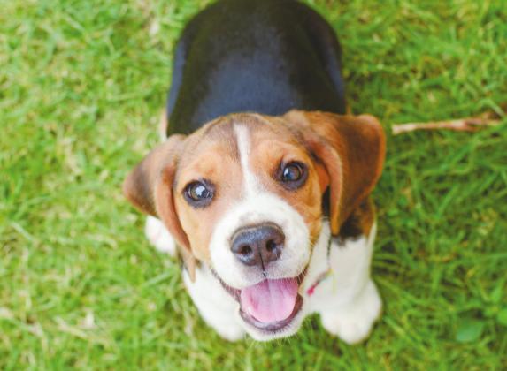Safe Outdoor Dogs legislation passes out of senate committee