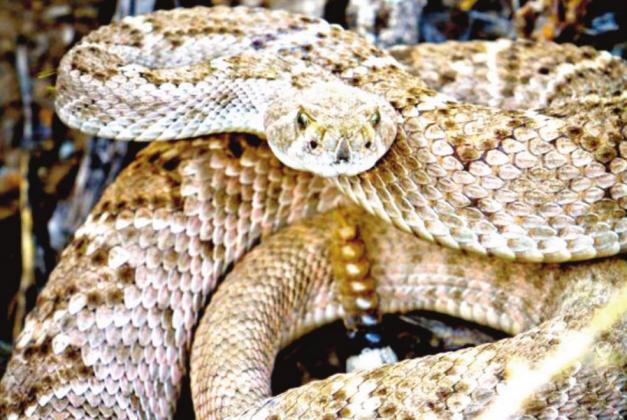 The Western diamondback is the most common rattlesnake to the West Texas region. Generally, poisonous snakes want no contact with humans and most snake bites are the result of humans being reckless or threatening to snakes