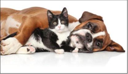 Pet Talk