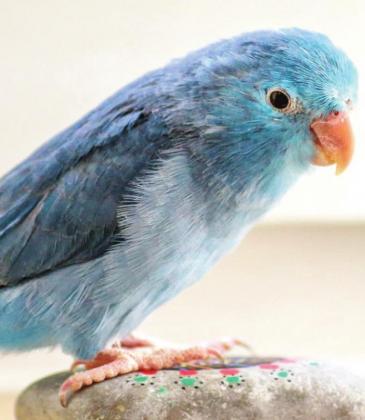 Pet