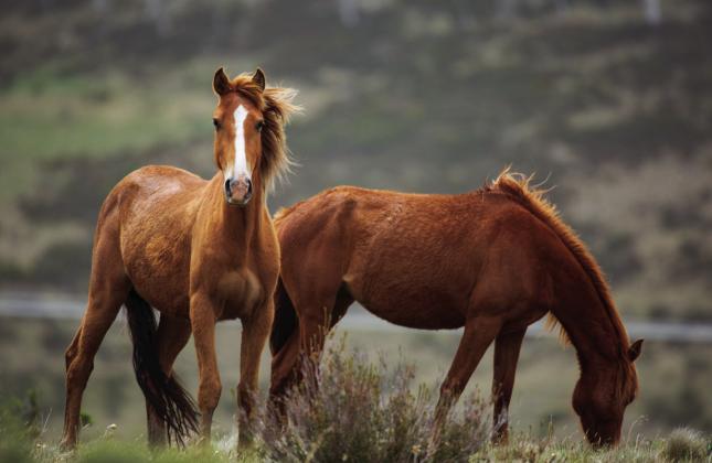 PASTURE TALK