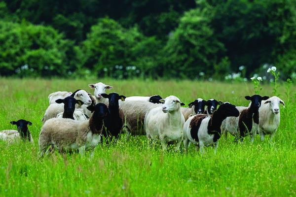 The sheep and goat market has experienced typical seasonal supply and demand forces that are driving prices higher. (Michael Miller and Courtney Sacco/Texas A&amp;amp;M AgriLife)