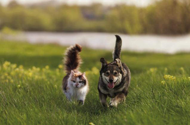 Pet Talk