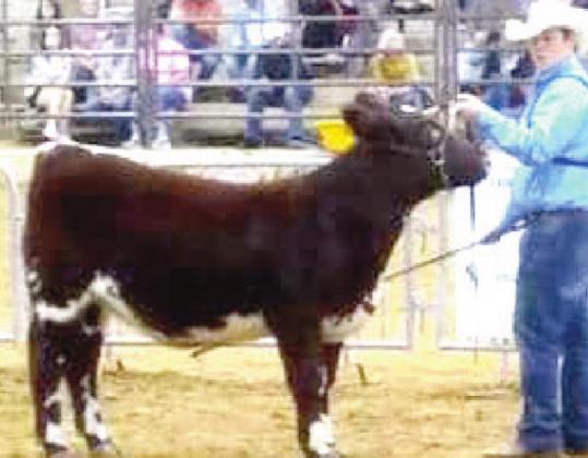 (Photo Right) Naz FFA Brett Young placed 6t with his Shorthorn heifer at the State Fair of Texas this past weekend.