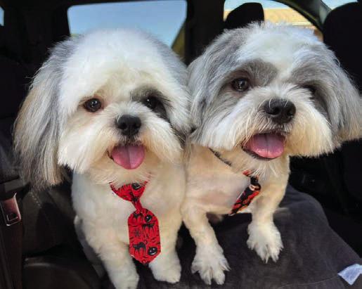 These pups belong to Claudia Holguin Hinojosa. To enter your pet in the Hereford BRAND’s Pet Pic of the Week contest visit us on Facebook and submit your picture there. Winners receive a free one year online subscription to the Hereford BRAND or some Hereford BRAND merchandise. Winners need to come by 205 E. Park Avenue to the Brand office to claim their prize.