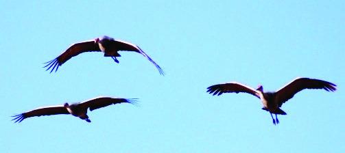 HOPED-FOR PRIZES--At first light, if luck is right, and questing hunters are well hidden, trilling sandhill cranes may come, low and back-flapping into the decoys with feet down. (Photo by Jim Steiert)