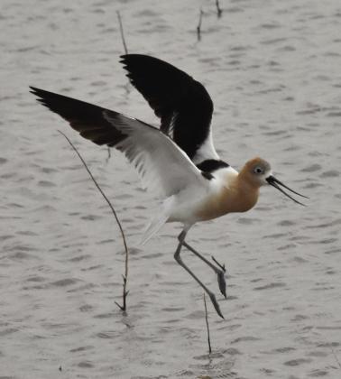 Shorebird field day set for August 26 at Nazareth