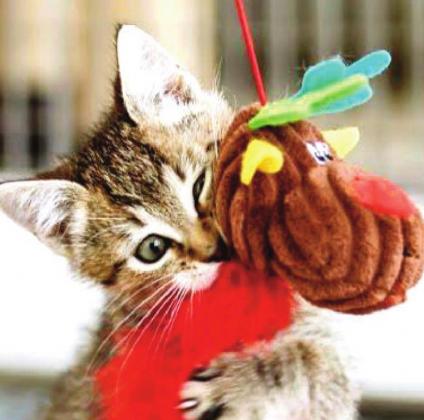 Pet Talk