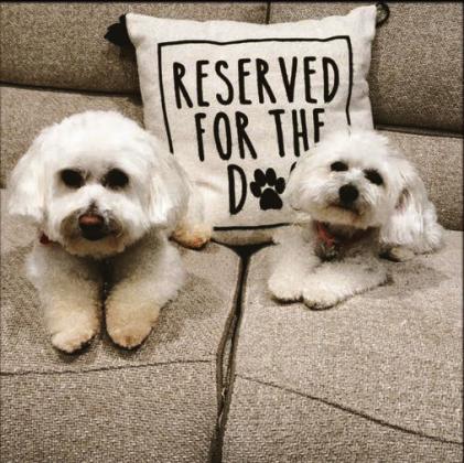 Teddy and Lola belong to Vanessa Gonzalez. To enter your pet in the Hereford BRAND’s Pet Pic of the Week contest visit us on Facebook and submit your picture there. Winners receive a free one year online subscription to the Hereford BRAND or some Hereford BRAND merchandise. Winners need to come by 205 E. Park Avenue to the Brand office to claim their prize.