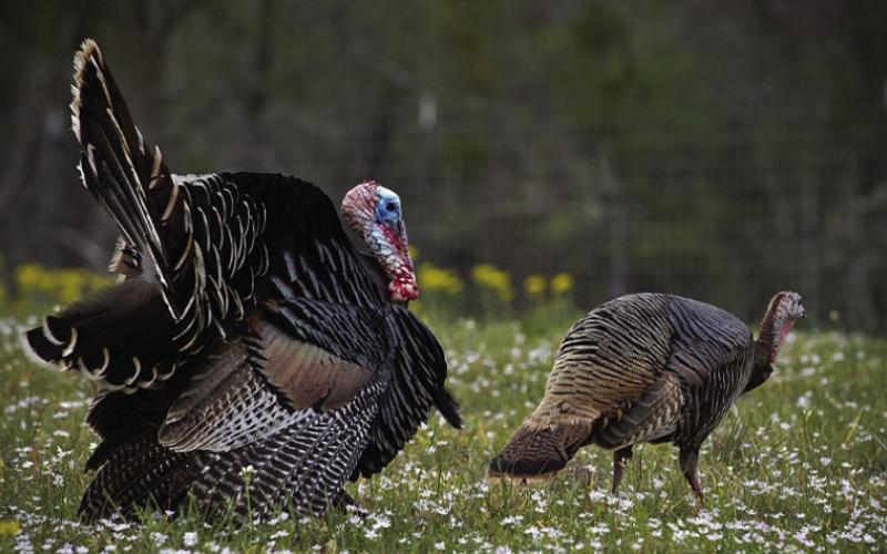 SEASON PROSPECTS DECENT--Drier conditions across much of the Rio Grande wild turkey range mean a slower start to the nesting season and more competition from real hens distracting gobblers. As green grasses and wildflowers emerge, breeding activity will begin soon after.( Texas Parks and Wildlife Department Photo)