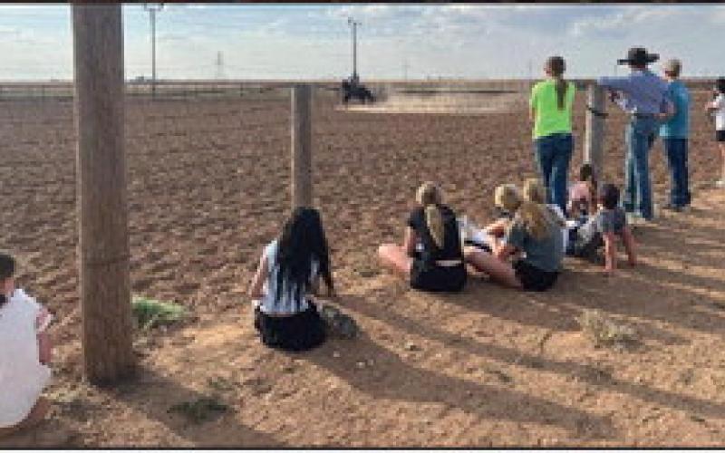 HORSE JUDGING TIPS