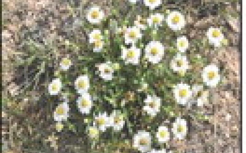 SCENIC SURPRISE--Seemingly sparse grasslands of the Panhandle are home to surprisingly scenic wildflowers when season and moisture are favorable. (Photo by Jim Steiert)