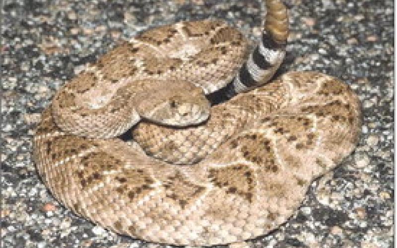 A common snake in Castro County and in the Texas Panhandle is the Western Diamondback Rattlesnake.