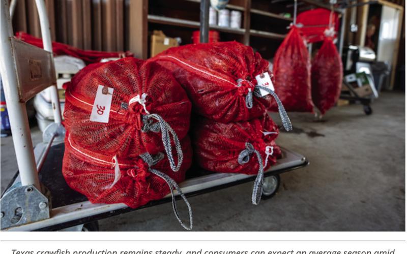 Crop and weather report: Texas crawfish outlook strong despite early harvest delays