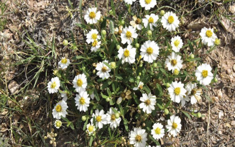 SCENIC SURPRISE--Seemingly sparse grasslands of the Panhandle are home to surprisingly scenic wildflowers when season and moisture are favorable. (Photo by Jim Steiert)