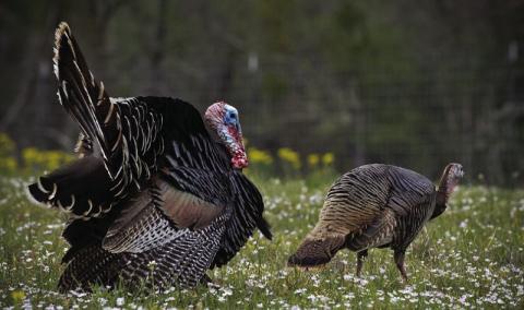 SEASON PROSPECTS DECENT--Drier conditions across much of the Rio Grande wild turkey range mean a slower start to the nesting season and more competition from real hens distracting gobblers. As green grasses and wildflowers emerge, breeding activity will begin soon after.( Texas Parks and Wildlife Department Photo)