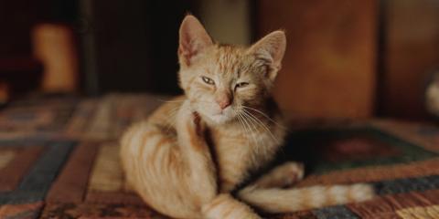 Pet Talk