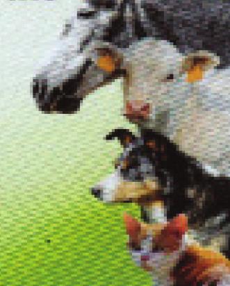 Pet Talk
