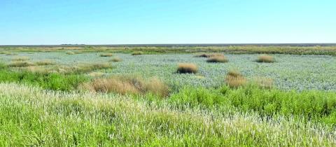 Pheasants Forever Chapter President Restores Playas Across the Texas Panhandle