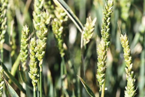 There will be a Wheat Insect and Disease Scouting School on Sept. 16 at the Texas A&amp;M AgriLife Extension Service office for Randall County in Canyon. (Kay Ledbetter/Texas A&amp;M AgriLife)