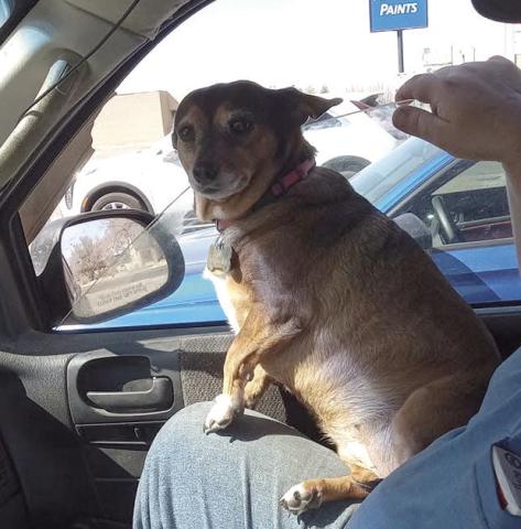 Lil’ Bit belongs to Stephanie Burnett. To enter your pet in the Hereford BRAND’s Pet Pic of the Week contest visit us on Facebook and submit your picture there. Winners receive a free one year online subscription to the Hereford BRAND or some Hereford BRAND merchandise. Winners need to come by 205 E. Park Avenue to the Brand office to claim their prize.