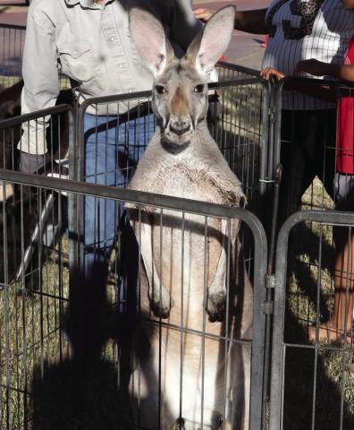 The Fall Family Festival Petting zoo.