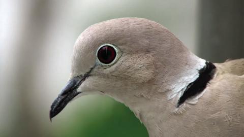 TWO TO TRY FOR--Both mourning and collared doves will be legal game on opening day of dove season September 1. The difference between the two species, a distinctive black ring at the back of the collar, is evident upon close examination of collared doves, but not mourning doves.