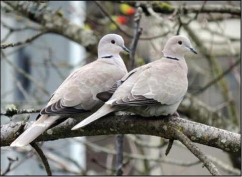A PAIR OF BONUS BIRDSEurasian or collared doves have added to the dove hunting action for sportsmen across the Panhandle and Rolling Plains. There's no bag limit on these doves, though careful target identification is required.