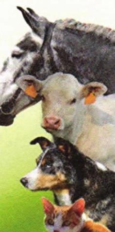 Pet