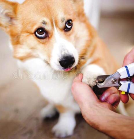 Pet Talk