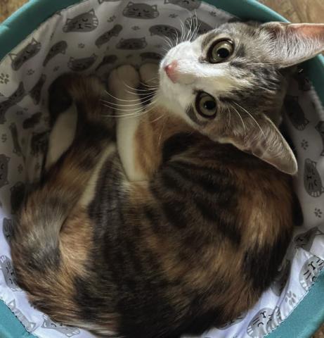 Pet Pic of the Week