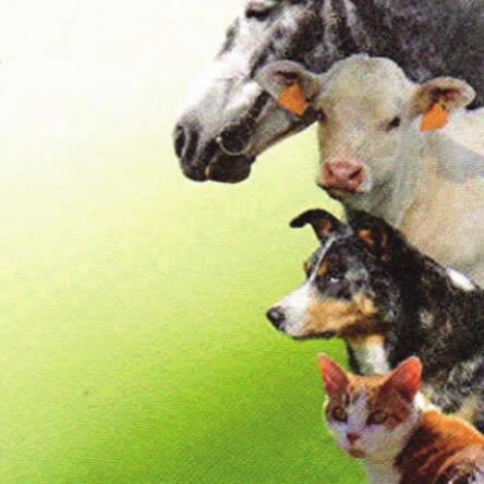 Pet Talk