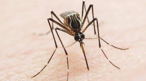 Mosquito populations