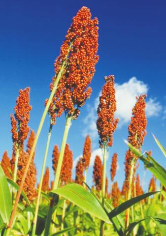 Sorghum Checkoff Program