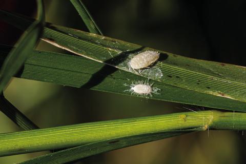 Pasture mealybugs are expanding rapidly and damaging pastures in a growing number of Texas counties. (Hannah Harrison/Texas A&amp;M AgriLife)
