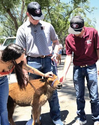 WTAMU recently a buffalo calf to become the new mascot as ‘Thunder XVI.’