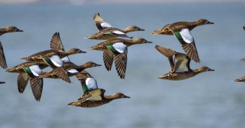 BLUEWING NUMBERS DOWN--Blue-winged teal are the second smallest duck in North America and are highly distinctive during flight due to their bright blue wing patch. When they arrive in September, drakes and hens are colored much alike. Drakes later sport blue heads and a white crescent in front of the eye in breeding plumage. Populations are highly responsive to wetland conditions and in this year’s dry times, numbers are down.