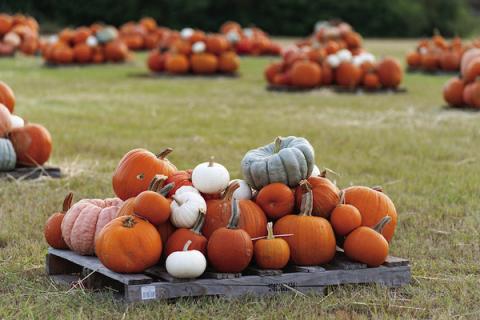 Consistent summer rains spur this year’s pumpkin harvest